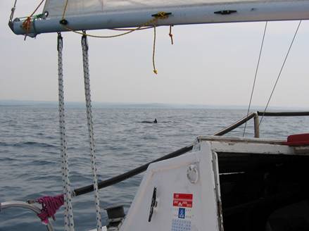 delfini